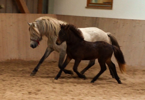 Nachzucht 2015 Glaesir vom Berghof